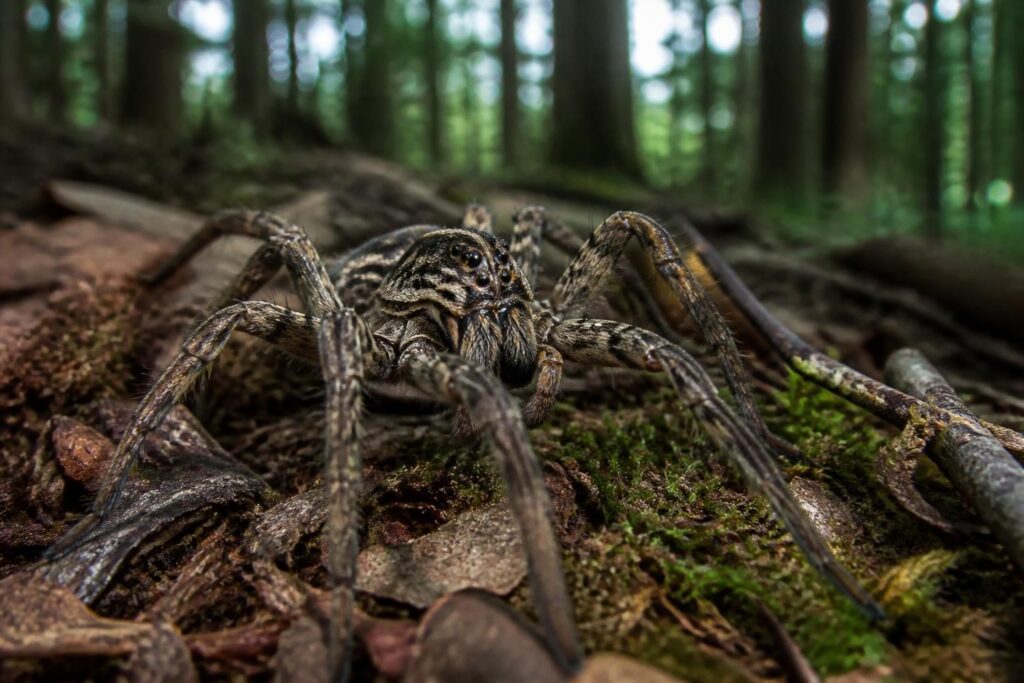Araignée loup : identifier et comprendre ce prédateur naturel